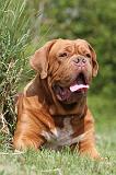 DOGUE DE BORDEAUX 101